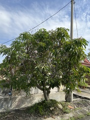 Pometia pinnata