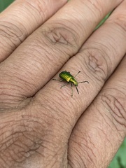 Metopoceris alternans