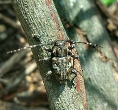 Aegomorphus circumflexus