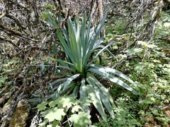 Furcraea parmentieri