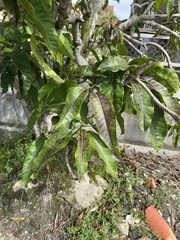 Pometia pinnata