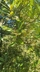 Elaeocarpus dentatus