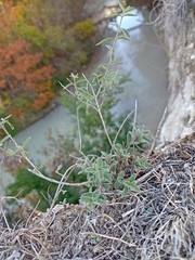 Hedeoma reverchonii