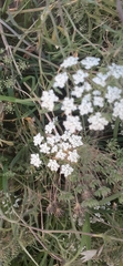 Ammi majus