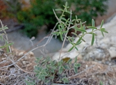 Hedeoma reverchonii