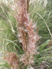 Andropogon