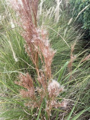 Andropogon