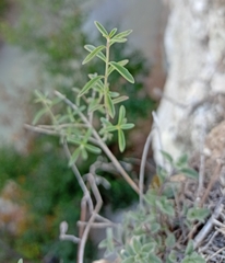 Hedeoma reverchonii