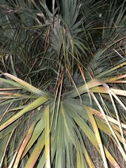 Sabal palmetto