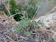 Hedeoma reverchonii