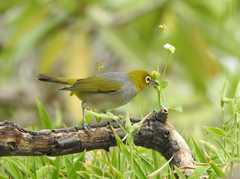 Zosterops lateralis chlorocephalus