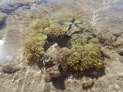 Euphyllia glabrescens