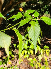 Capsicum annuum