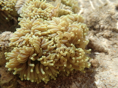 Euphyllia glabrescens