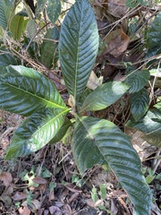 Eriobotrya japonica