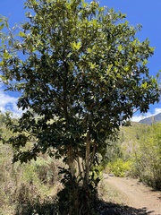 Eriobotrya japonica