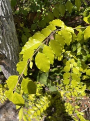 Malpighia emarginata
