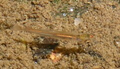 Gambusia affinis