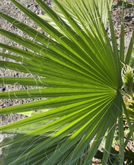 Washingtonia