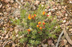 Eutaxia microphylla