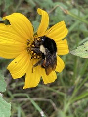 Bombus ephippiatus