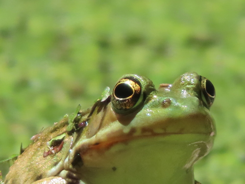 Green Frog photographed in Pennsylvania