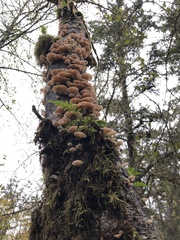 Pleurocybella porrigens