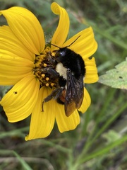 Bombus ephippiatus
