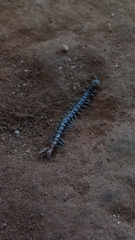 Scolopendridae
