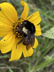 Bombus ephippiatus