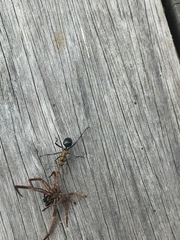 Polyrhachis semiaurata