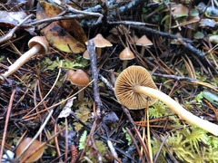 Cortinarius acutus