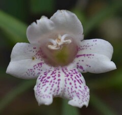 Eremophila bignoniiflora