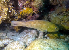 Notolabrus parilus