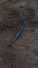 Scolopendridae