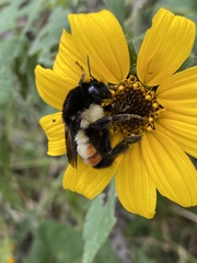 Bombus ephippiatus