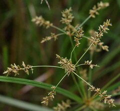 Cyperus exaltatus