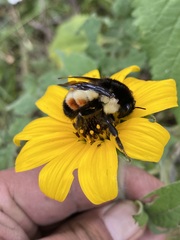 Bombus ephippiatus