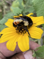Bombus ephippiatus