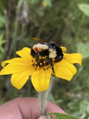 Bombus ephippiatus