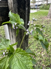 Ageratum conyzoides