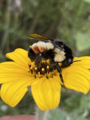 Bombus ephippiatus