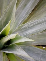 Furcraea parmentieri