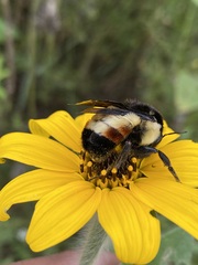 Bombus ephippiatus