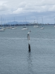 Pelecanus conspicillatus