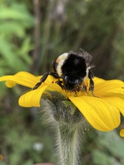 Bombus ephippiatus