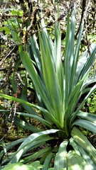 Furcraea parmentieri