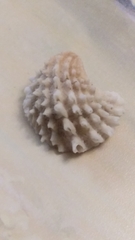 Arcinella cornuta