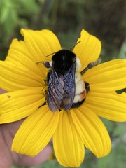 Bombus ephippiatus