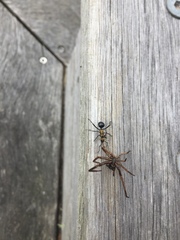 Polyrhachis semiaurata